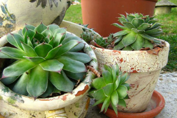 Šta se događa sa vašim organizmom ako svaki dan jedete čuvarkuću